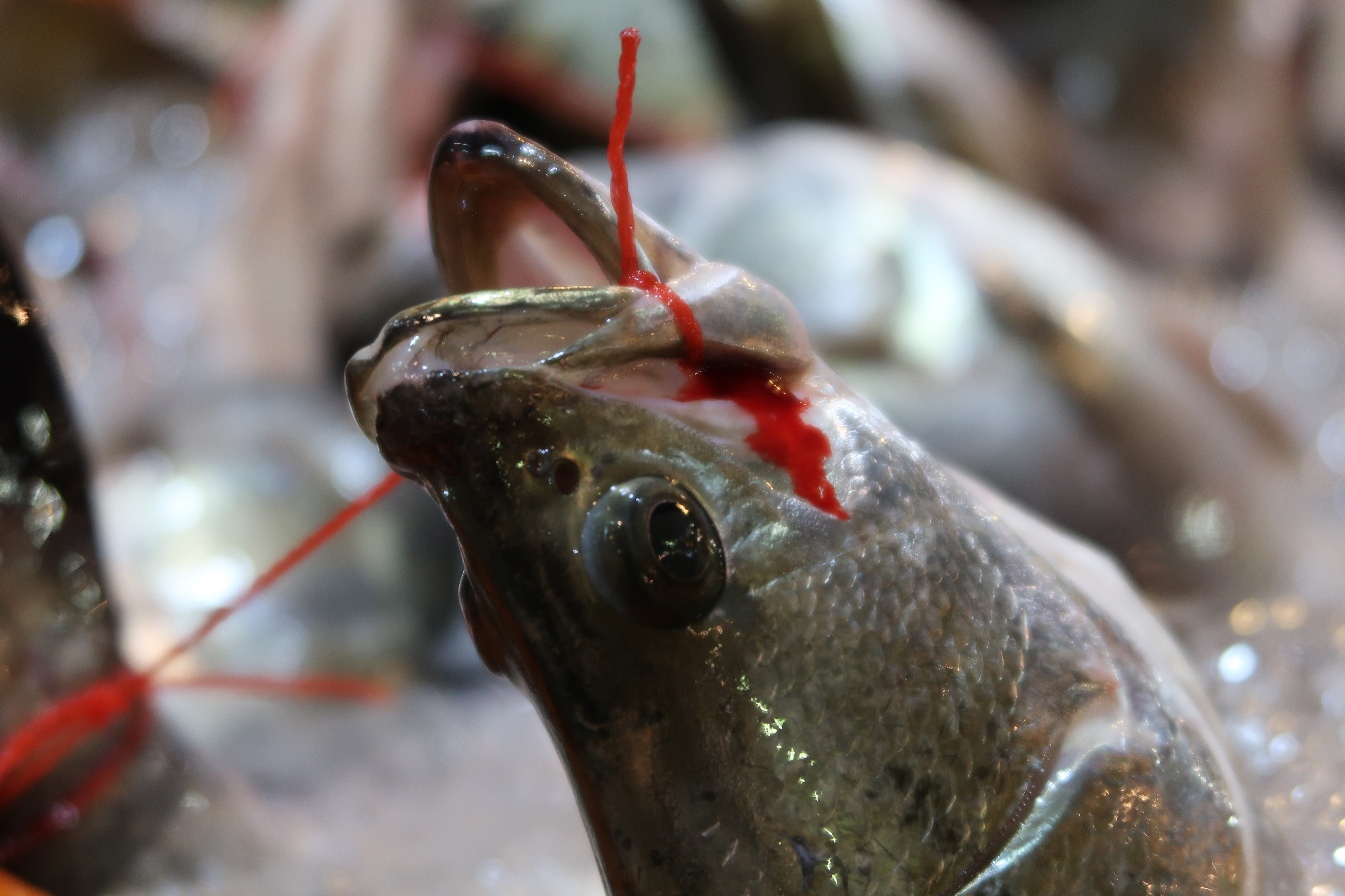 魚也會痛 虐待魚 不會有好肉 請拒買痛苦窒息而死的 活綁鱸魚 台灣動物社會研究會
